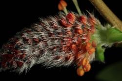 Salix ×dichroa. Male catkin.
 Image: D. Glenny © Landcare Research 2020 CC BY 4.0